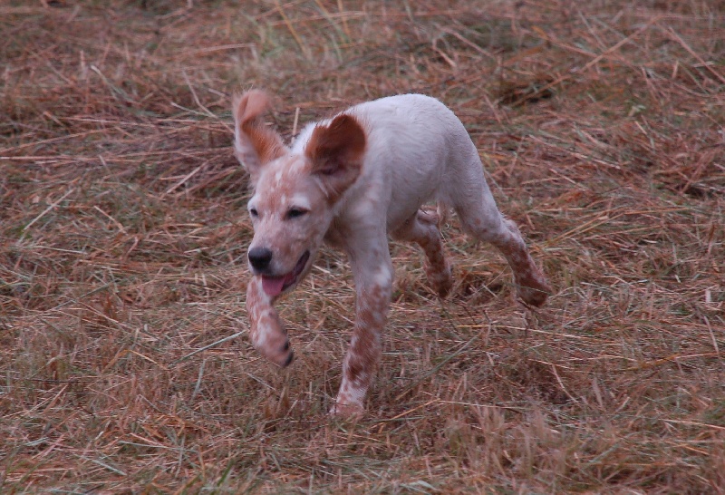 GUS
