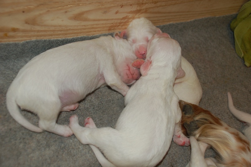 les chiots