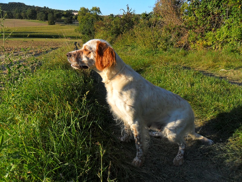 Les chiens